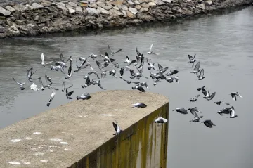 Vodohospodáři chtějí příští rok kvůli suchu zvýšit hladinu Nových Mlýnů. Ornitologové záměr kritizují