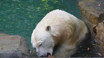 Nový výběh ledních medvědů v Zoo Brno