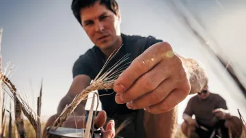 Olomoučtí vědci s geneticky upraveným ječmenem