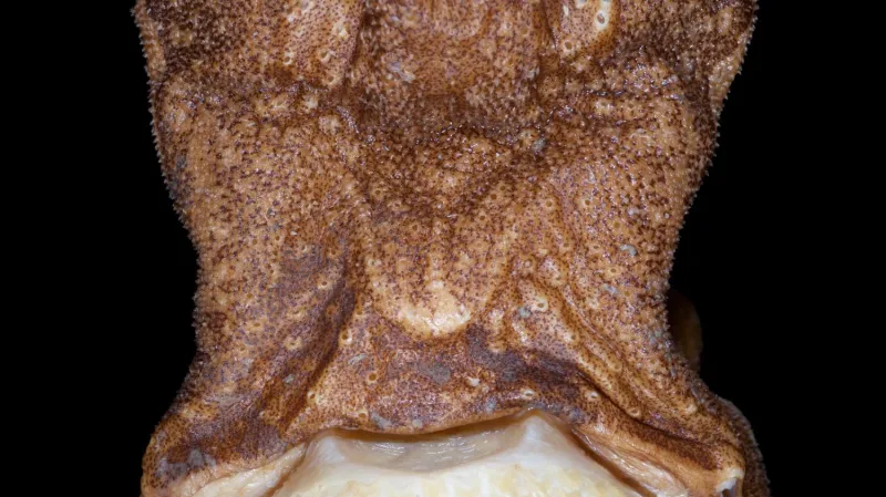 Hlava Etmopterus lailae