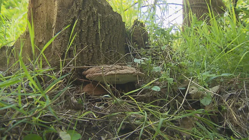 Parazitující houba