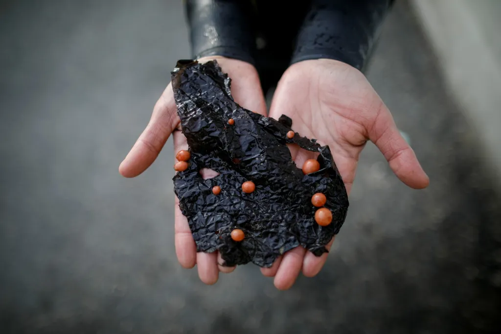 Nejstarší potápěčky světa pociťují důsledky klimatických změn. Rychlé oteplování moře v oblasti jihokorejské provincie Čedžu má za následek snižování počtu mořských živočichů