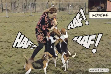 Útulek nabízí k adopci bígly z laboratorních pokusů