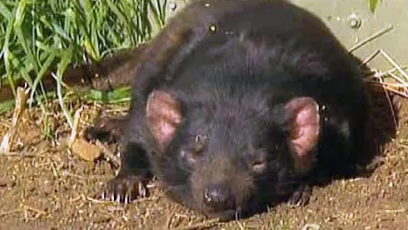 Spící tasmánský čert