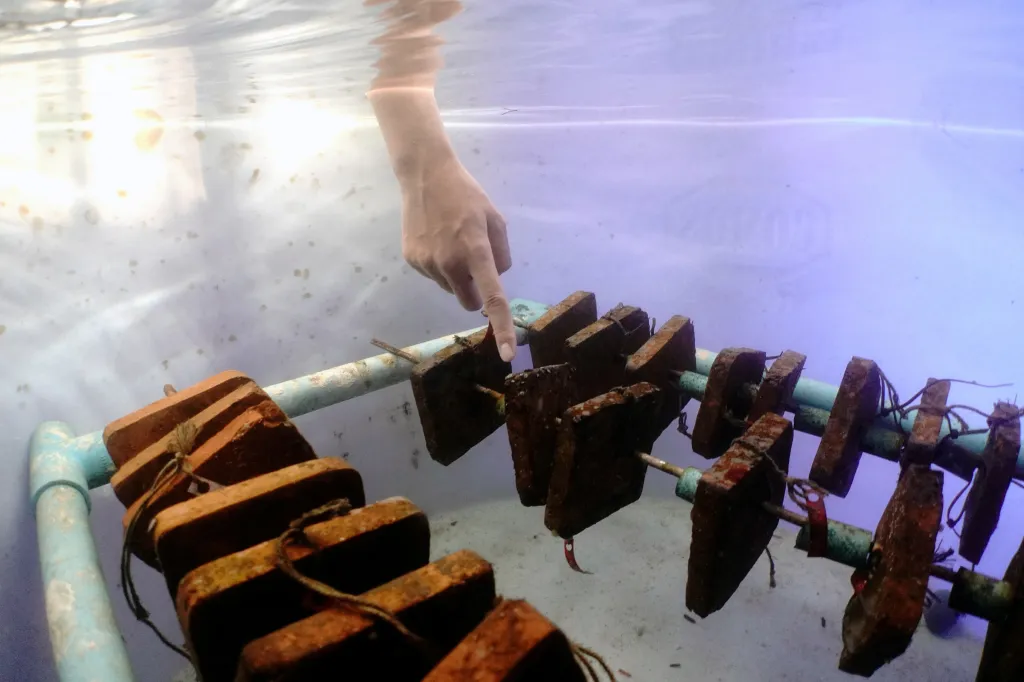 Mořská bioložka Nantika Kitsomová z thajského ministerstva mořských a pobřežních zdrojů ukazuje na mladé korály připevněné k hliněným dlaždicím ve speciální nádrži