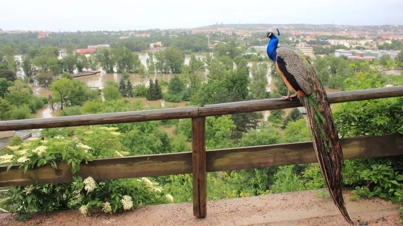 Zatopená pražská zoo