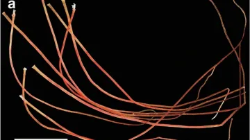 Ekosystémy objevené na dně u Kamčatky