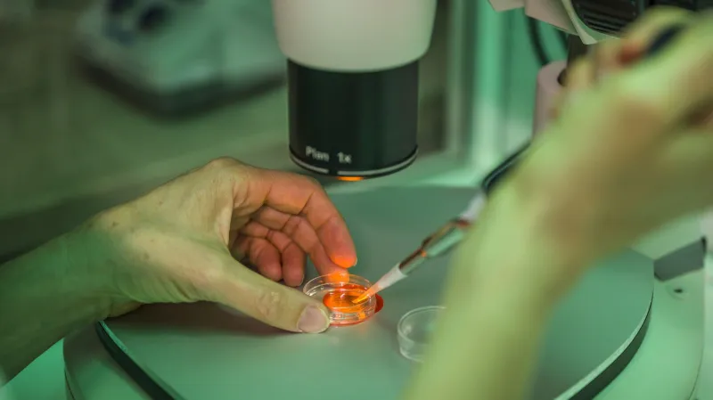 Oplodnění vajíčka nosorožce