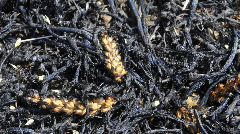 U obce Nová Hradečná shořelo přes pět hektarů pole pšenice