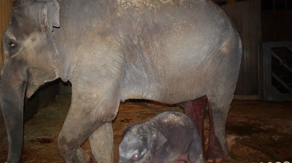 Slonice Vishesh s mládětem