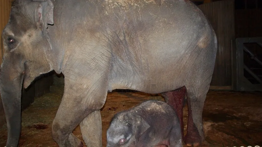 Slonice Vishesh s mládětem