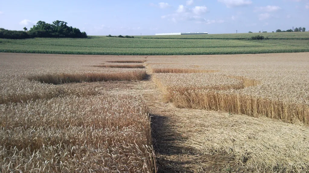 Kruhy v obilí nedaleko Šlapanic