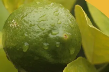 AVÍZO: Výstava citrusů v Praze