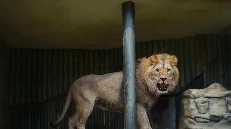 Lev berberský Basty