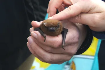 Zoologové vypustili v Plzni zachráněné netopýry do přírody