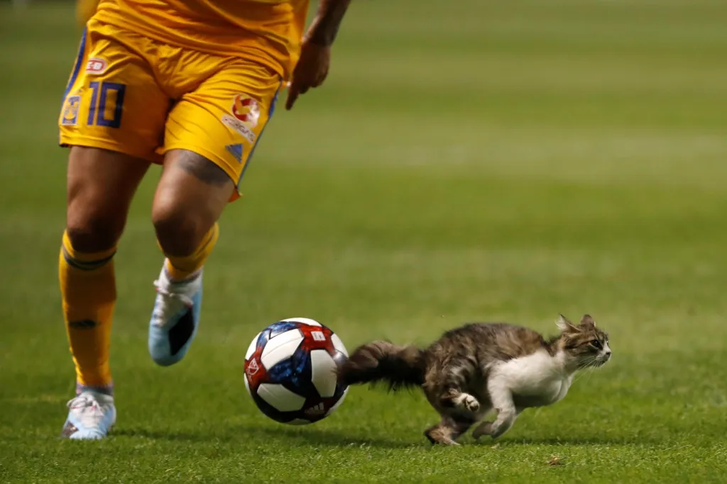 O tom, že dohnat kočku je mnohem těžší než dohnat míč, se mohli přesvědčit  fotbalisté během Leagues Cupu na stadionu Rio Tinto v Salt Lake City