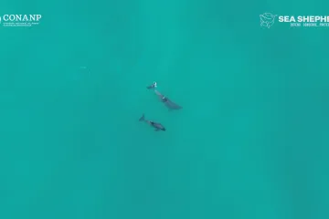 Kriticky ohroženým sviňuchám se narodilo mládě. Přesto mohou brzy vyhynout