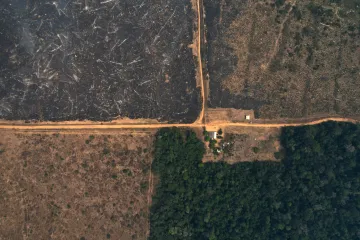 Prosté vysazování stromů změnu klimatu nezastaví, varuje studie