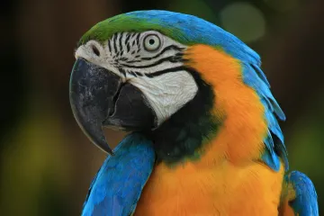 Vývoz papoušků z Česka roste