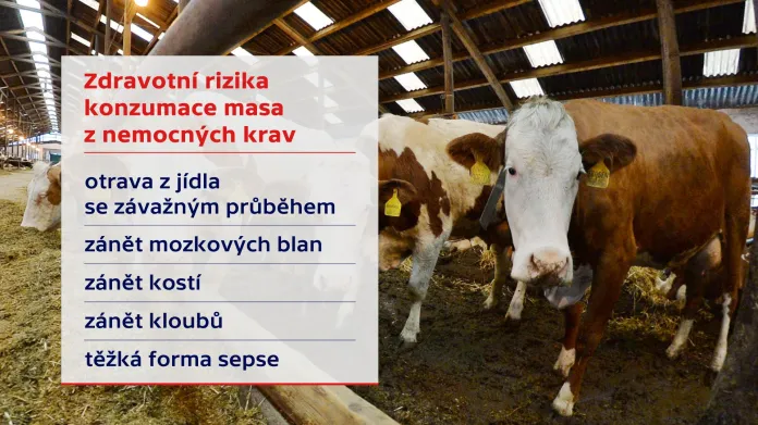 Zdravotní rizika konzumace masa z nemocných krav