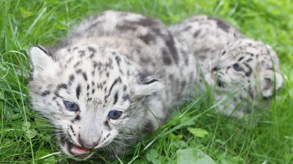 Levhartí mláďata z Jihlavy