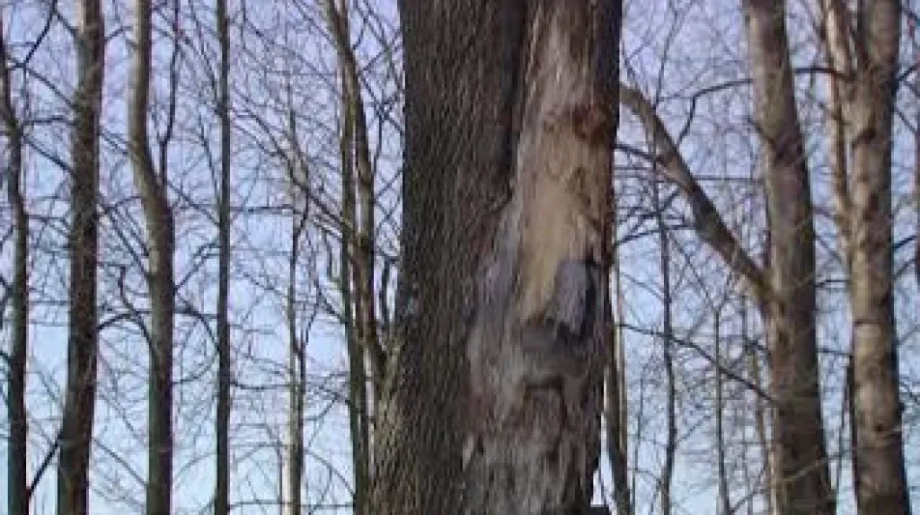 Poškozený strom