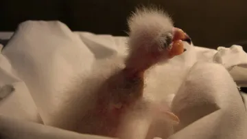 Vylíhnuté mládě papouška Nestor kea