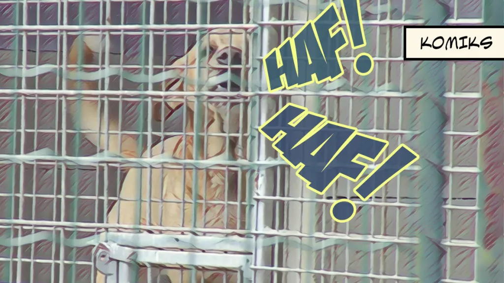 Kvůli koronaviru se vyprazdňují útulky. Lidé si ve velkém pořizují opuštěná zvířata