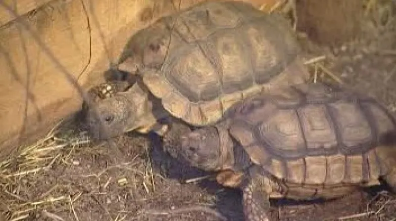 V podzemí zámku Lešná uprostřed zoologické zahrady na okraji Zlína se vylíhlo mládě želvy chilské.