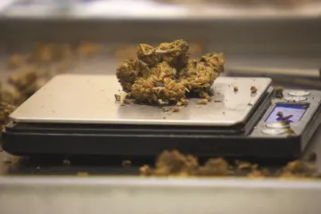 Padesát gramů a tři rostliny. Od začátku dubna je v Německu legální rekreační užívání konopí