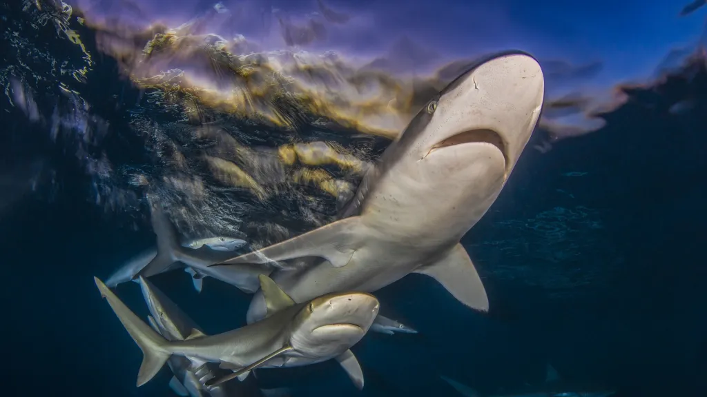 1. místo v kategorii Široký úhel (Byron Conroy, Poslední světlo)