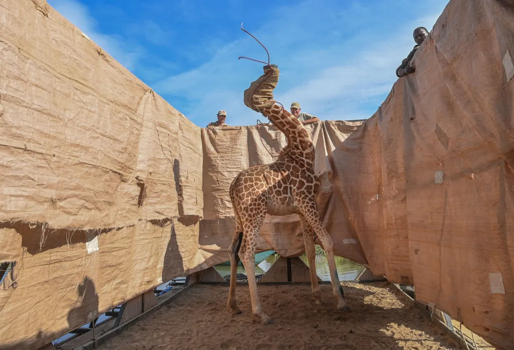 Nominace v sekci Příroda: Ami Vitale se snímkem Rescue of Giraffes from Flooding Island (Záchrana žiraf ze zaplavených ostrovů) zaznamenal transport žiraf ze zatopeného ostrova Longicharo na jezeře Baringo v západní Keni