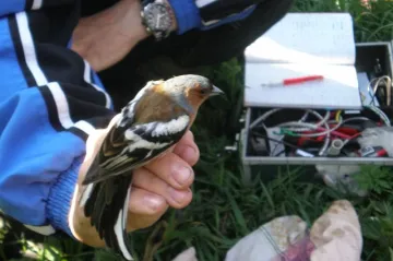 Vítání ptačího zpěvu v Košticích