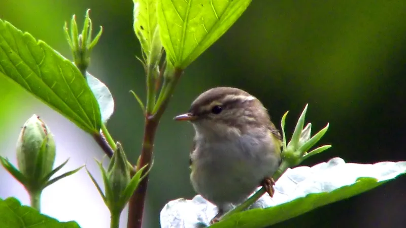 Budníček pruhohlavý