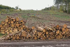 Deštivé jaro a chladnější léto pomohly obnově lesů. Vylíhlo se méně generací kůrovce 