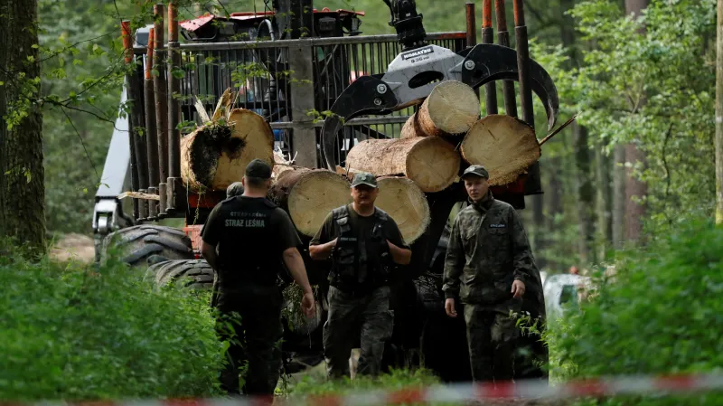 Bělověžský prales