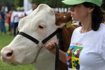 České krávy míří do Polska. Nevyplatí se je chovat