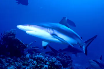 Žraločí imunitní systém by měl pomoci v boji proti rakovině