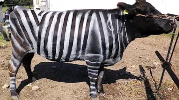 Kráva vylepšená zebřími pruhy