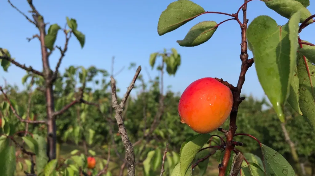 Archivní foto ze sklizně meruněk na Znojemsku