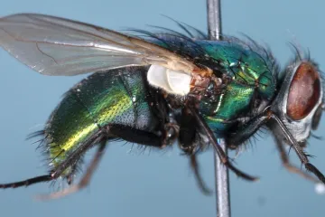 Nechutné, ale účinné. Muší larvy jsou zbraní proti bakteriím, které odolávají všem antibiotikům