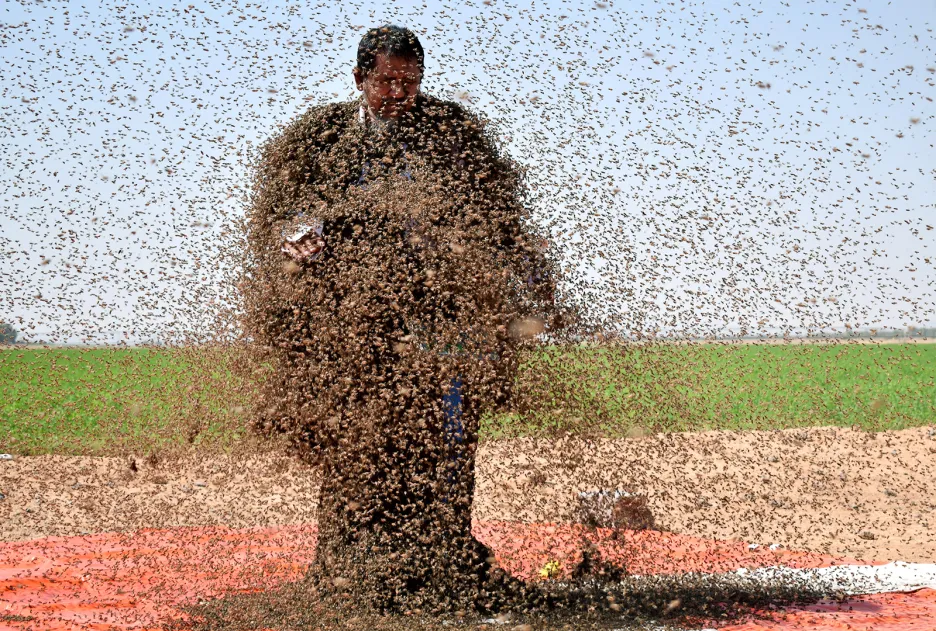 Saúdský muž pokrytý rojem včel ve městě Tabuk.