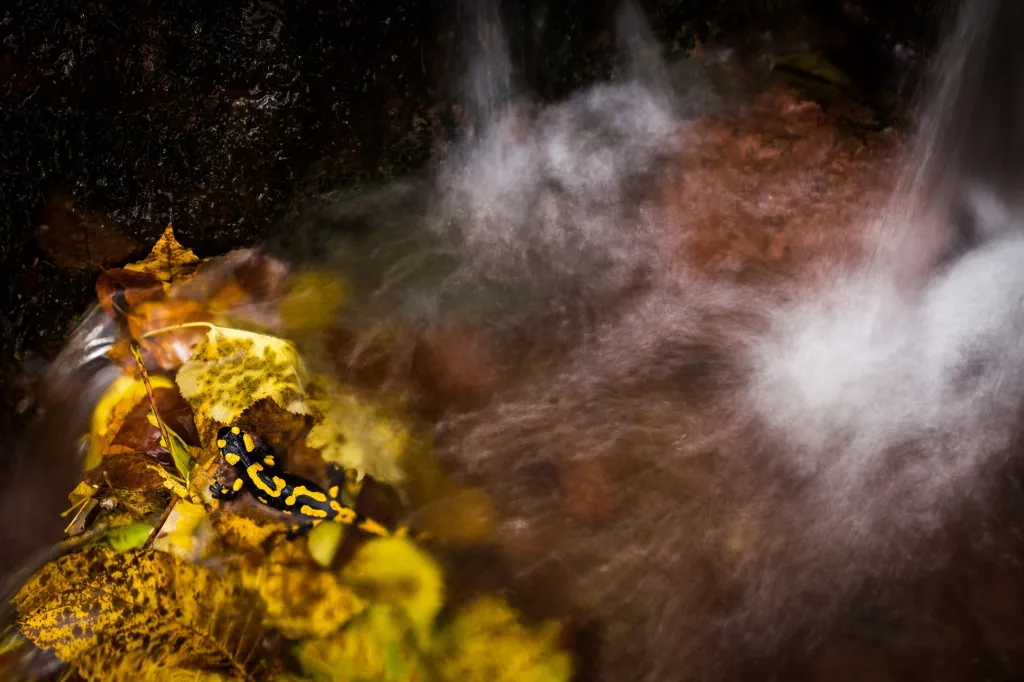 Druhé místo v kategorii Plazi, obojživelníci a podvodní život (volně žijící): Martin Ertner s fotografií Barvy podzimu a mlok skvrnitý (Salamandra salamandra)