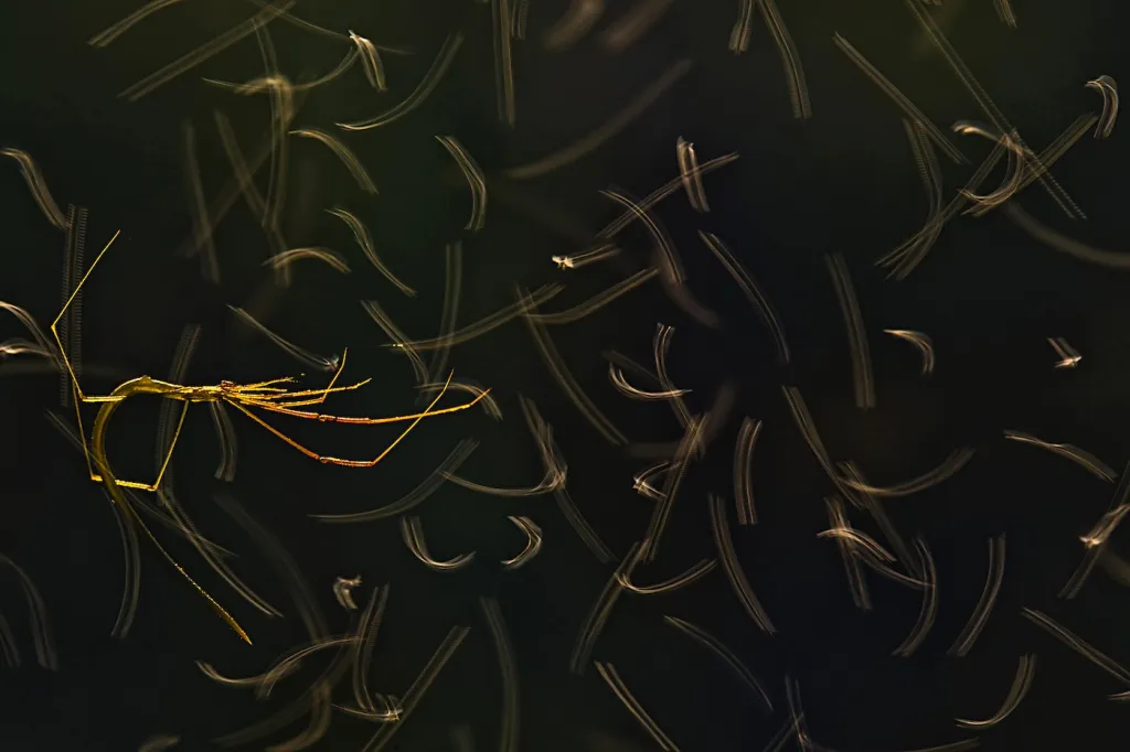 3. místo v kategorii Pavoukovci