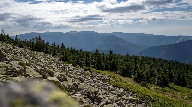 Hranice lesa se v Krkonoších posouvá vzhůru