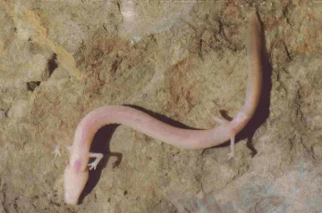 Macaráti zaskočili vědce. Jejich změny ukazují, že evoluce není náhodná