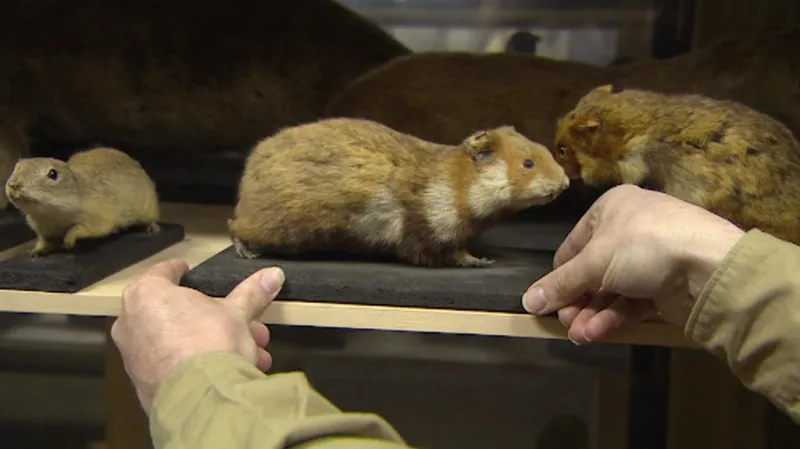 Křeček polní v Muzeu východních Čech