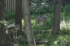 Vlci v nouzi. Američtí ochránci přírody bojují s pytláky i předsudky