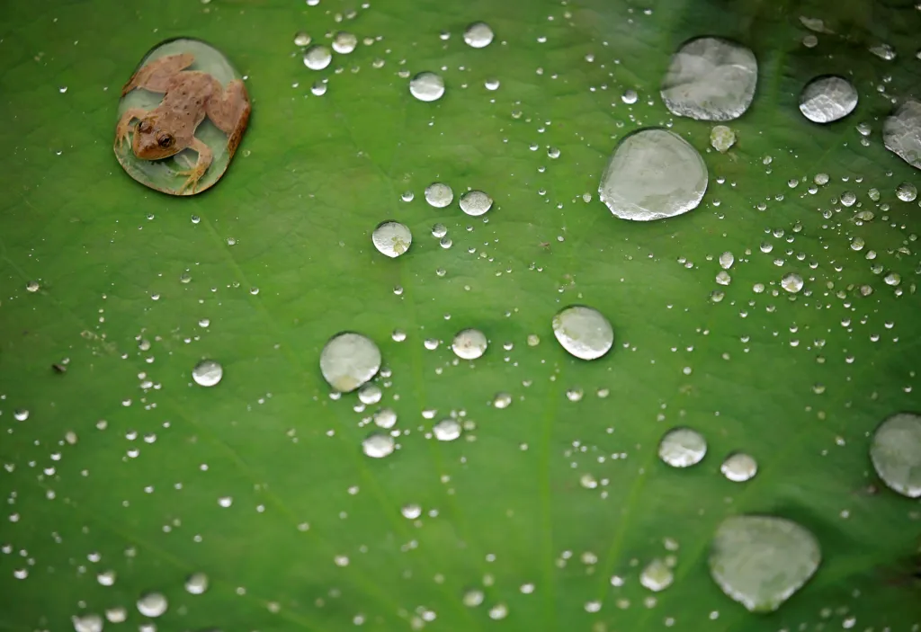 Žabáka uvěznila na lotosovém listu kapka vody po deštích v Lalitpuru v Nepálu