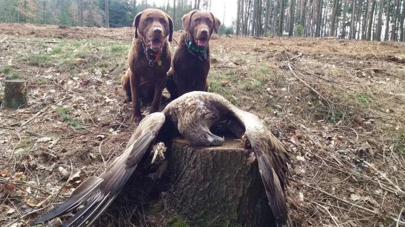 Psi Sam a Victory jsou speciálně vycvičeni nález ptáka pouze oznámit a nedotýkat se ho, aby jim nehrozila otrava.